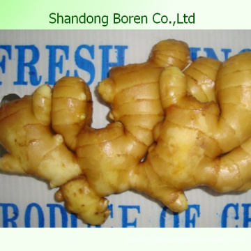 Chinese New Fresh Ginger Exporting